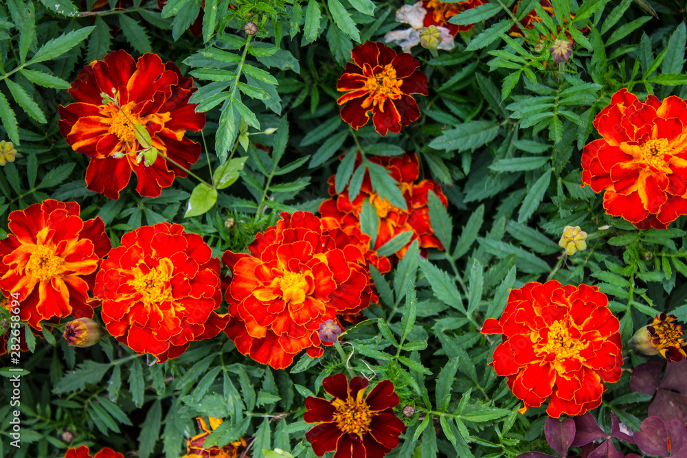 Bright flowers marigolds on the flower bed close-up Bright flowers marigolds on the flower bed close-up