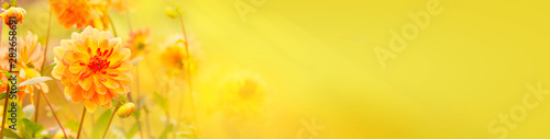 Fototapete Beautiful golden dahlia flowers  -  Autumn background, banner, panorama