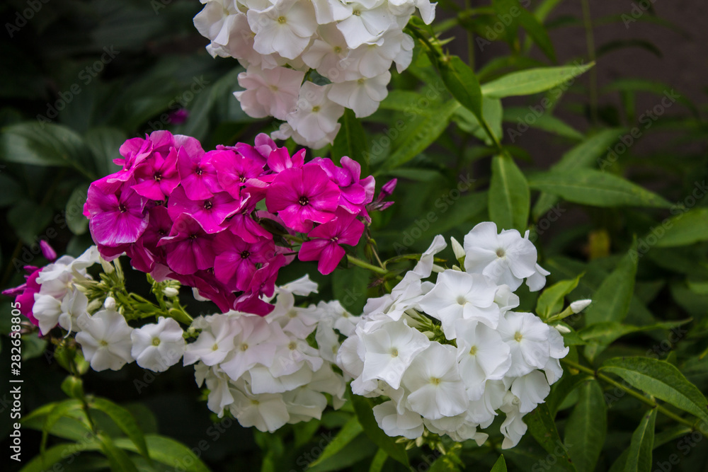 White and pink garden flowers Phlox closeup White and pink garden flowers Phlox closeup