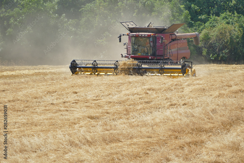 Fototapeta premium Combine hay harvester during harvesting work on field