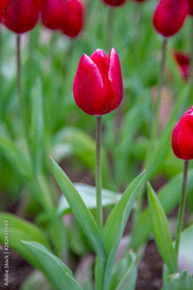 Fototapeta premium field of tulips
