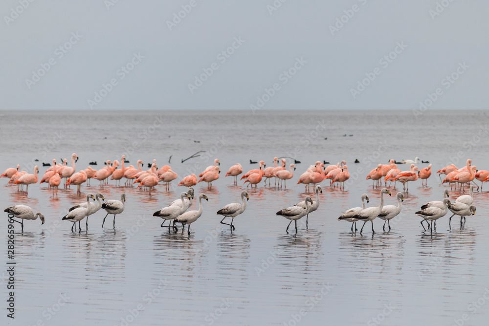 Fototapeta premium flamencos en la laguna II