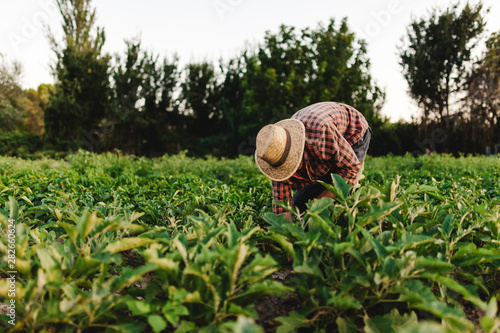 Young farmer man with hat working in his field