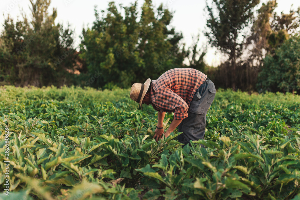 Fototapeta premium Young farmer man with hat working in his field