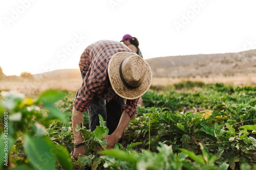Fototapeta Young farmer man with hat working in his field