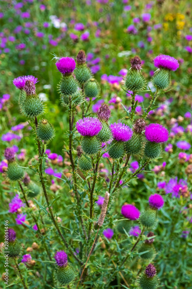 Obraz premium Bright purple flowers with thorns on a green blurry background.