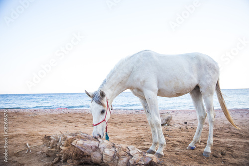beautiful white horse on a sandy beach