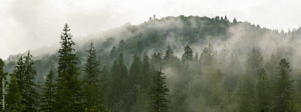 Coniferous forest in morning fog (mist), breathing mountains. Freshness and mystery. - obrazy, fototapety, plakaty 
