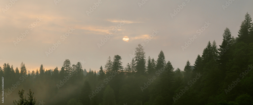 Coniferous forest in morning fog (mist), breathing mountains. Freshness and mystery. Coniferous forest in morning fog (mist), breathing mountains. Freshness and mystery.