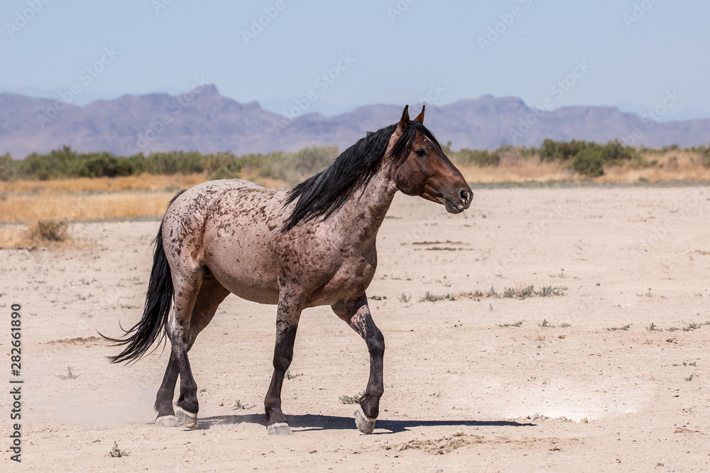 wild horses wild horses