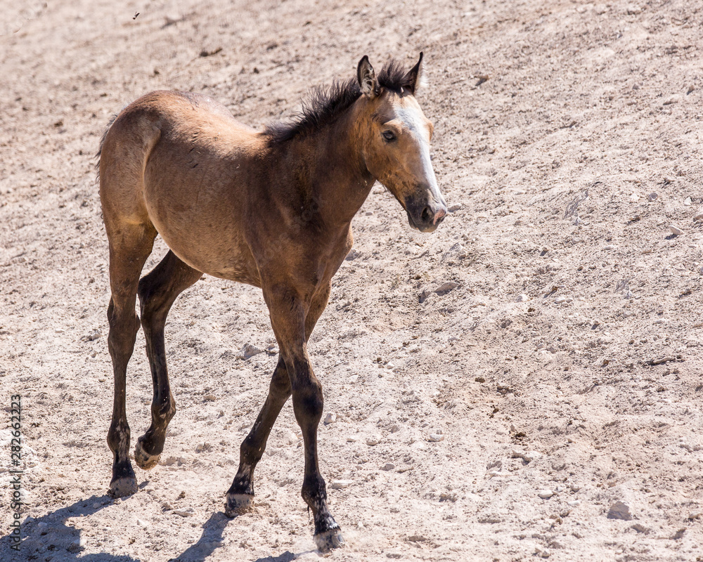 Fototapeta premium wild horses