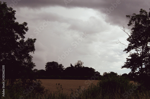 tree & sky 