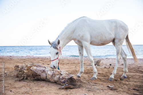 Fototapeta Naklejka Na Ścianę i Meble -  beautiful white horse on a sandy beach