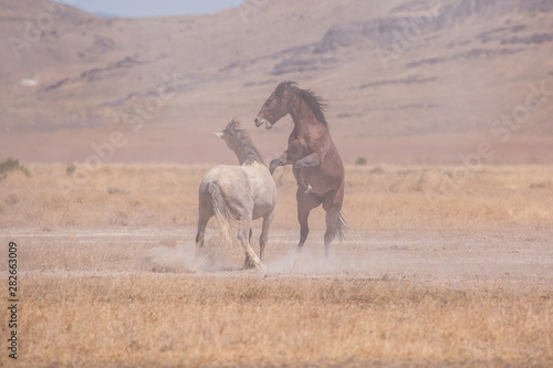 Wild Horses in the West Desert of Utah © Taylored Photos