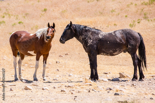 wild horses