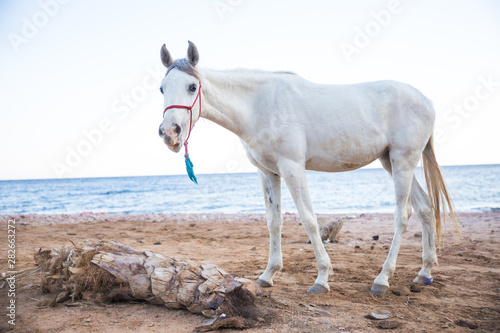 beautiful white horse on a sandy beach