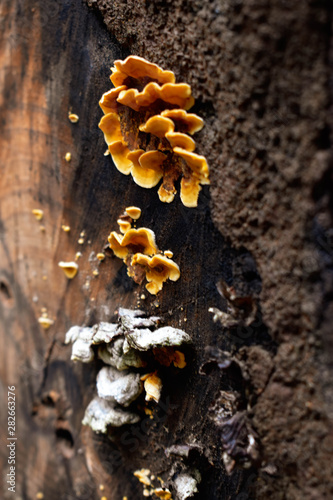 hongos amarillos en corteza de árbol 