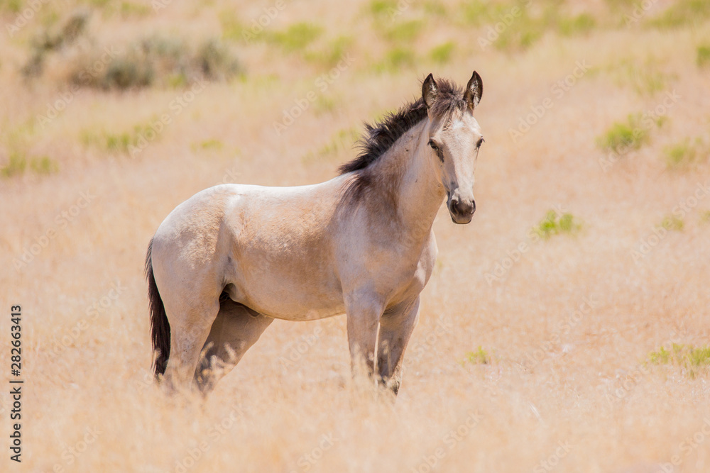 Wild Horses in the West Desert of Utah Wild Horses in the West Desert of Utah
