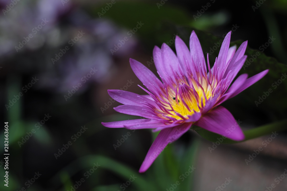 Purple and yellow lotus image as a gentle nature. Purple and yellow lotus image as a gentle nature.