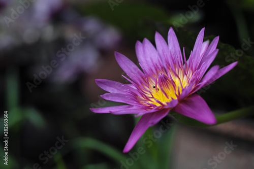 Purple and yellow lotus image as a gentle nature.