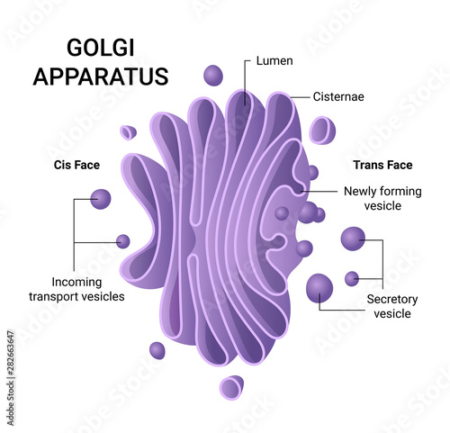 Illustration of the Golgi apparatus structure. Vector infographics.  photo