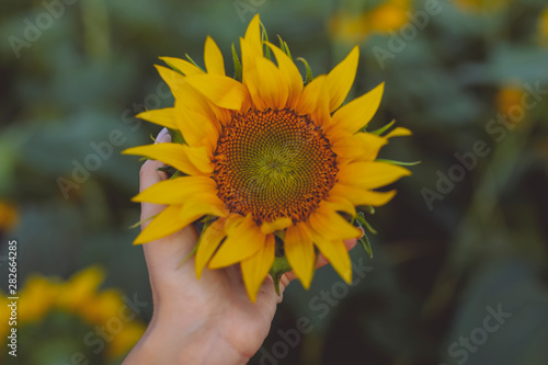Sunflower in the woman hand
