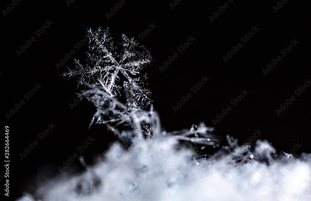 winter photo of snowflakes in the snow winter photo of snowflakes in the snow