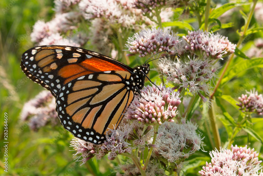 Fototapeta premium Monarch butterfly pollinates joe pye weed in a prairie restoration garden