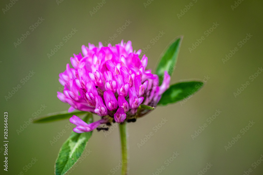 Wild purple flower on a meadow Wild purple flower on a meadow