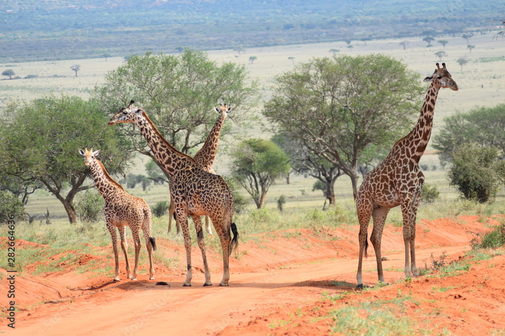 Obraz premium Girafe