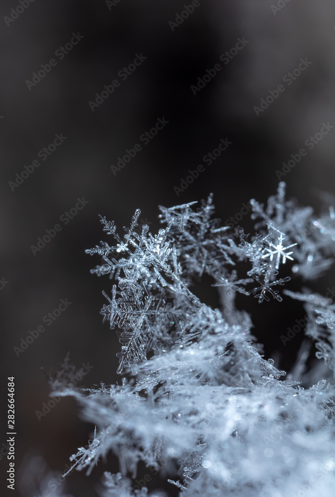 winter photo of snowflakes in the snow winter photo of snowflakes in the snow