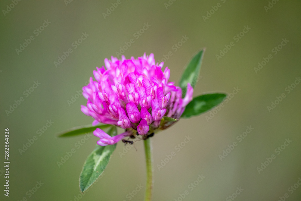 Wild purple flower on a meadow Wild purple flower on a meadow
