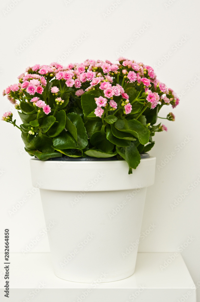 Kalanchoe flowers in white pot ona shelf against white wall.