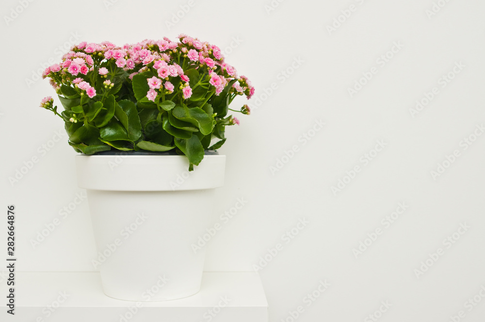 Kalanchoe flowers in white pot ona shelf against white wall.