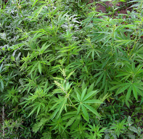 Wild hemp  cannabis plants. Natural raw materials for the manufacture of hemp.