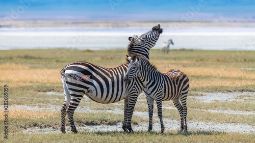 Canvas Print Two zebras standing in the Ngorongoro crater, the mother and its baby