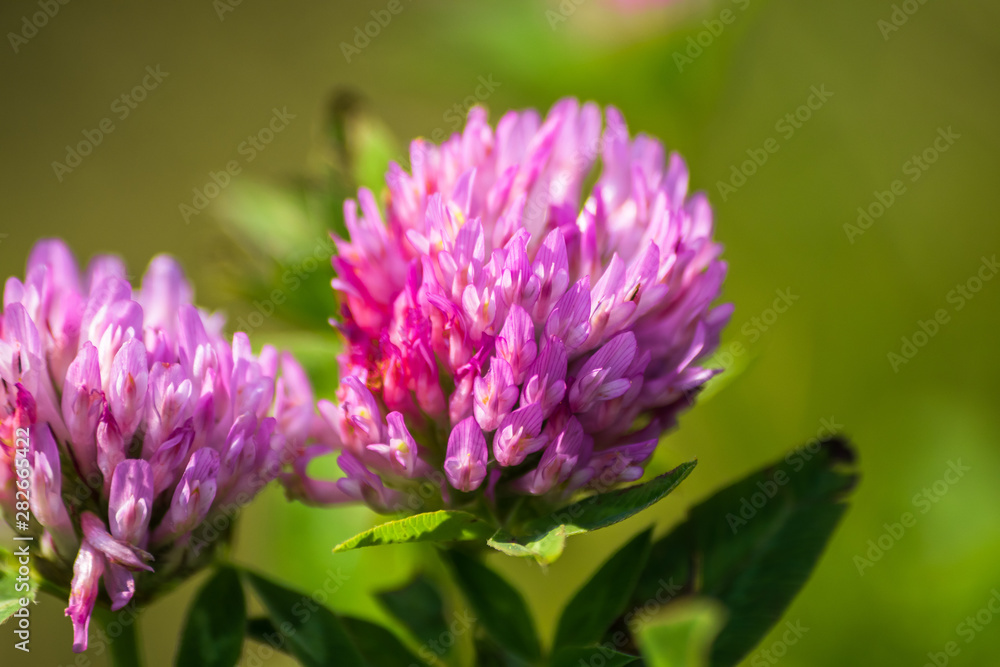 Wild purple flower on a meadow