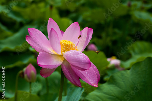 pink lotus flower and bee