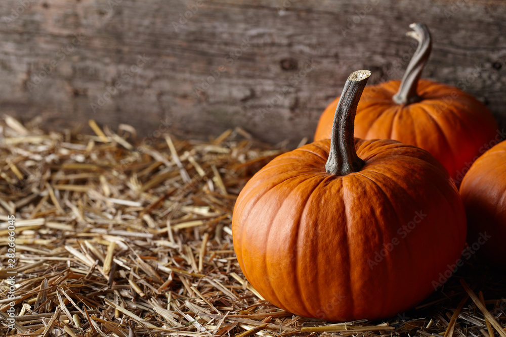 Beautiful Halloween pumpkins in dark old barn Beautiful Halloween pumpkins in dark old barn