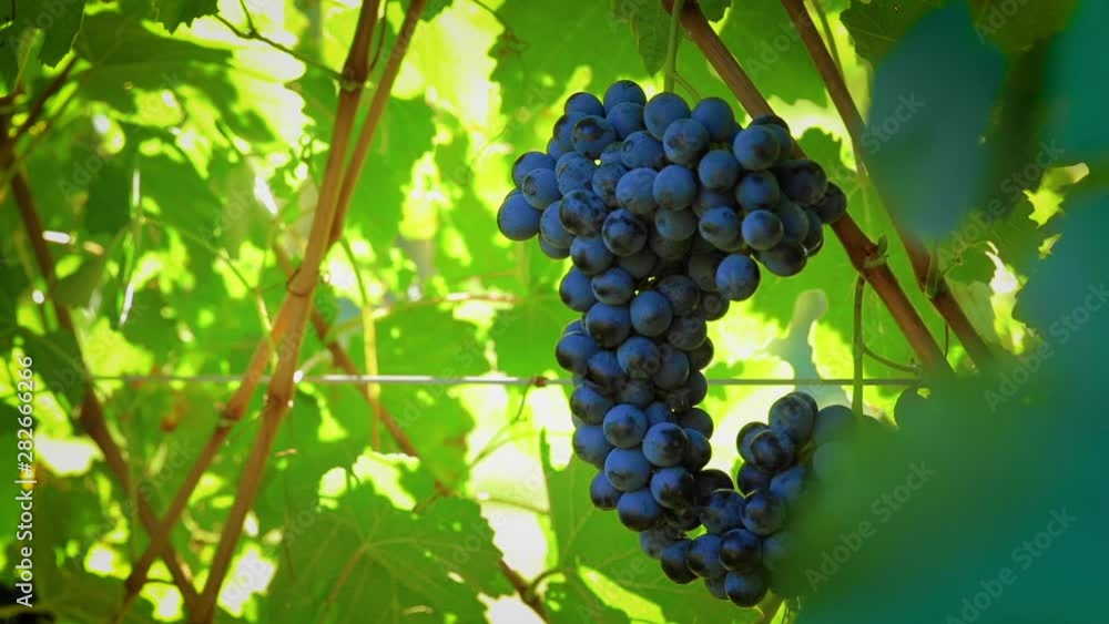 wonderful bunch of Lambrusco during the harvest, made in the province of Modena ITALY in the hills of Castel Vetro / Levizzano, where the famous Lambrusco Grasparossa is produced wonderful bunch of Lambrusco during the harvest, made in the province of Modena ITALY in the hills of Castel Vetro / Levizzano, where the famous Lambrusco Grasparossa is produced