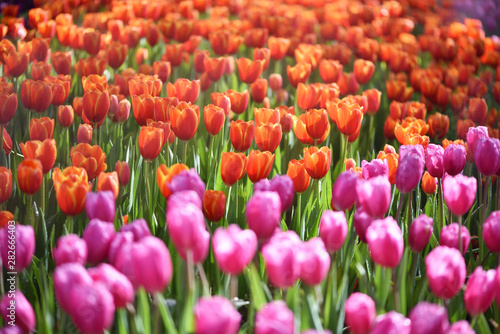 field of tulips