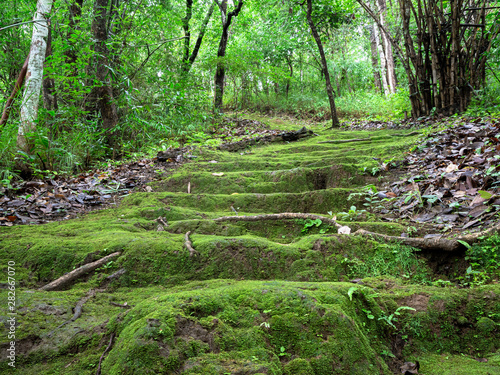 Beautiful green algae on the mountain trail in forest. Green algae with sunlight shine. photo