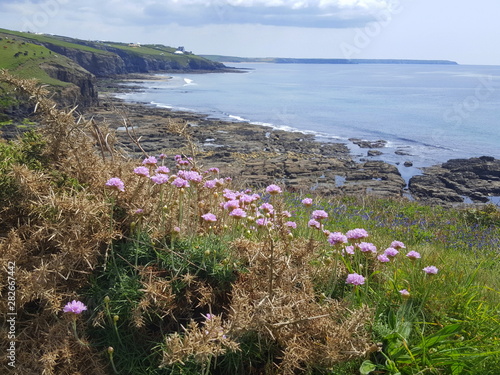 Cornwall Coast Path  - Coastal Wildflowers  photo