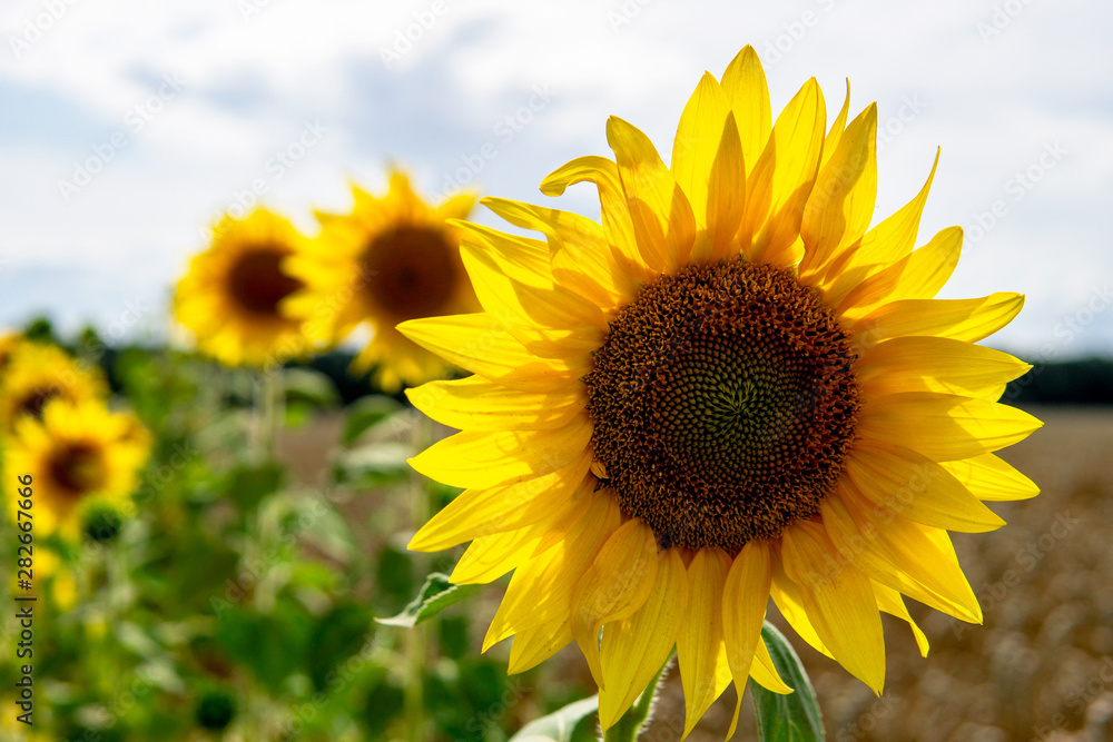 Sunflower field landscape closeup. A large field of ripe sunflowers Sunflower field landscape closeup. A large field of ripe sunflowers