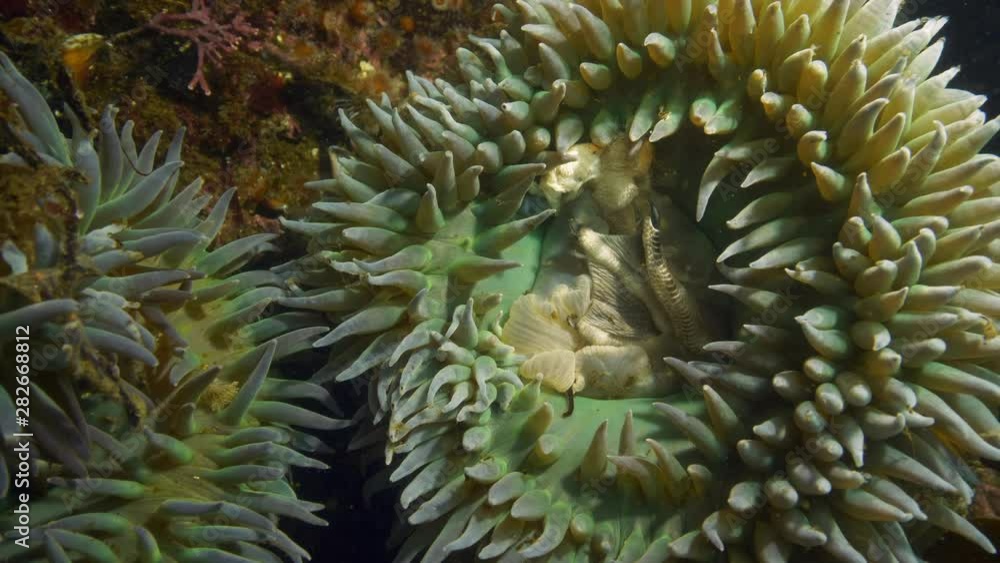 Close-Up: Looking at the Inner Parts of a Sea Anemone on a Reef - Monterey, CA Close-Up: Looking at the Inner Parts of a Sea Anemone on a Reef - Monterey, CA