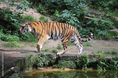 Tiger w  hrend des Gehens in Ganzk  rperaufnahme