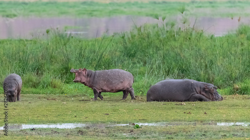 Hippopotamus, the mother and the young on the grass in Africa