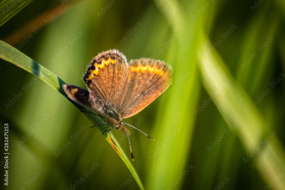 Macro shot of butterfly on grass on a meadow Macro shot of butterfly on grass on a meadow