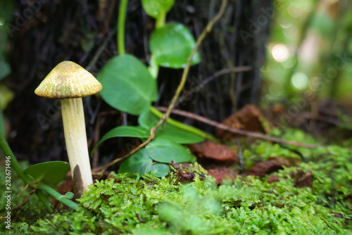 Natural concept. a tiny mushroom on moss in the rainy season. mushroom growing in the rain forest.