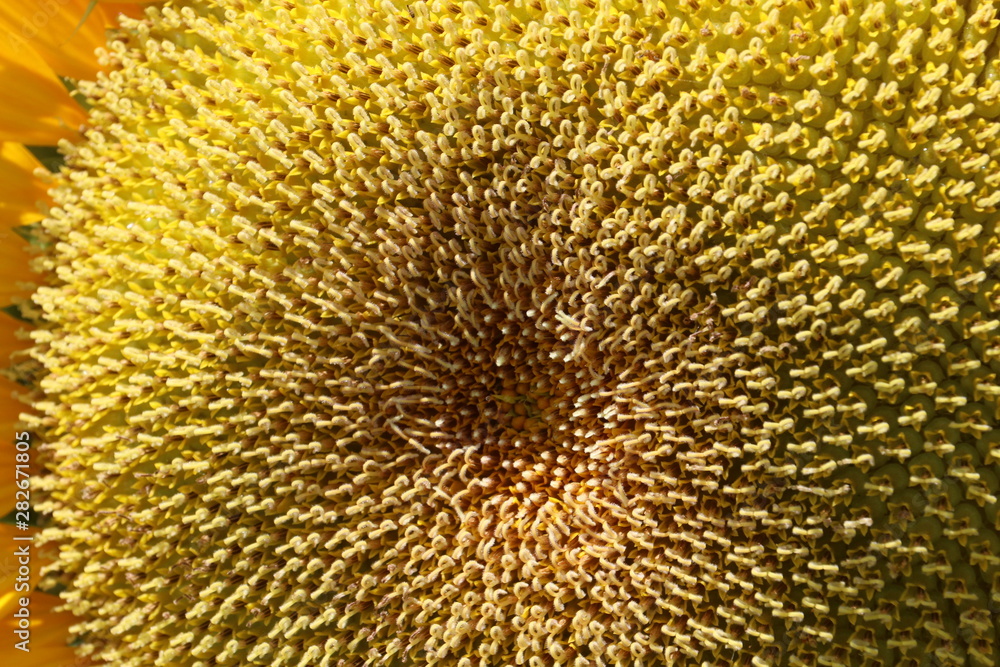 向日葵と青空の風景 Stock Photo Adobe Stock